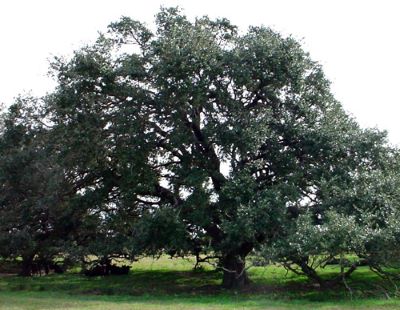 famous tree of Texas_Dueling Oak